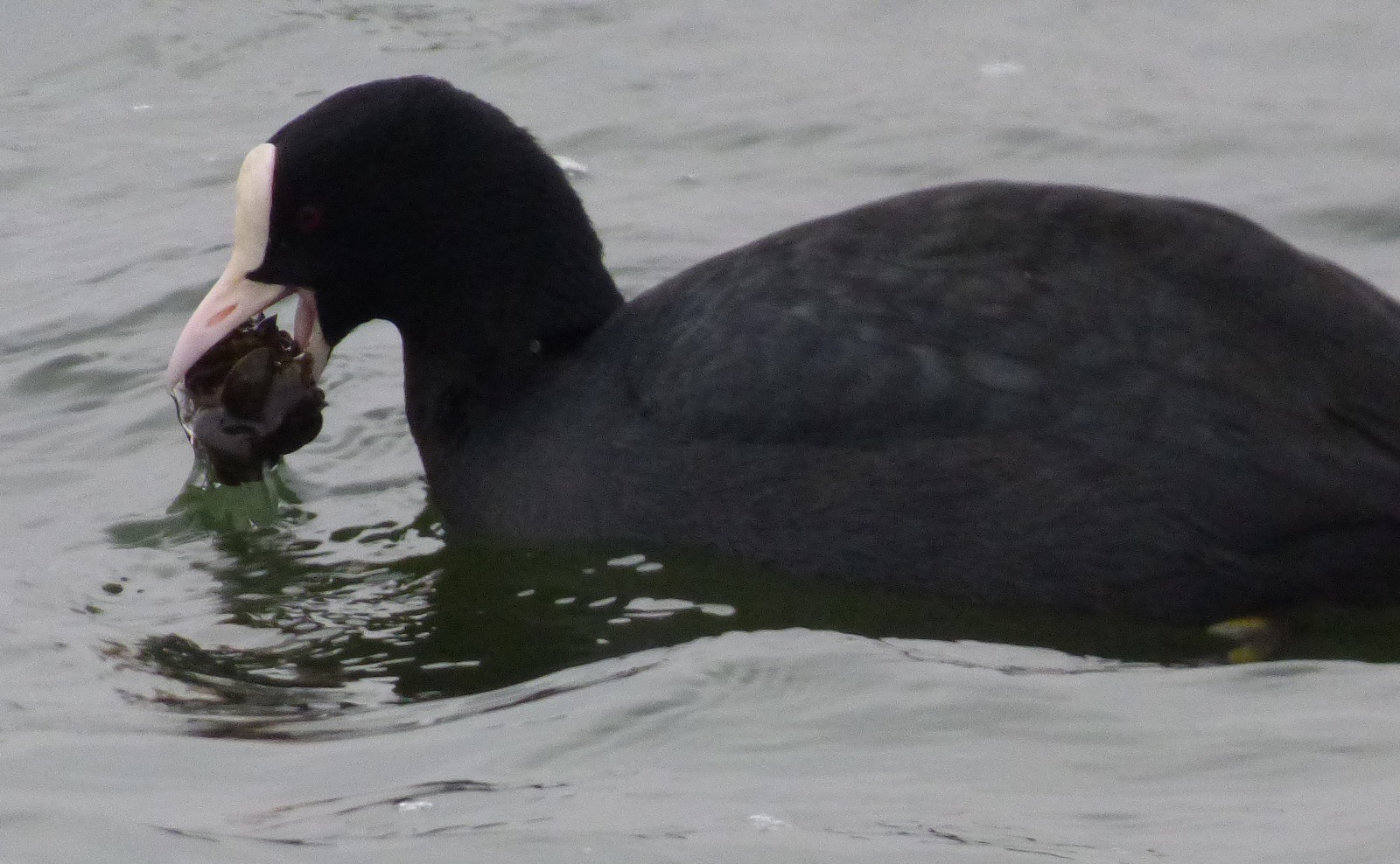 tufted duck eating a zebra mussel norfolk broads