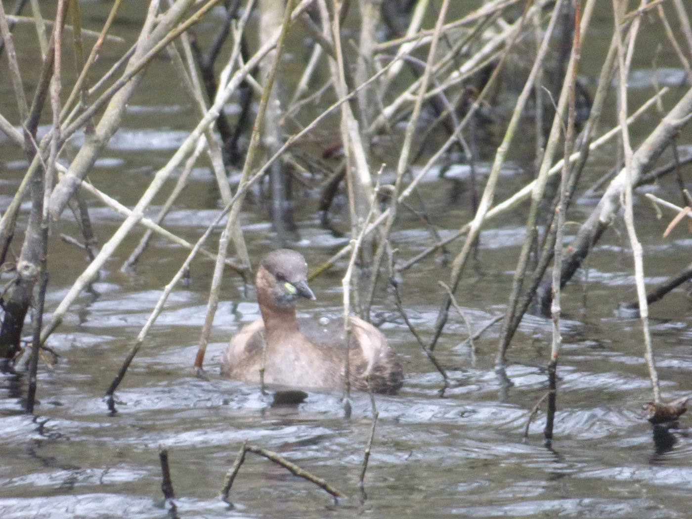 baby grebe in reeds on the water