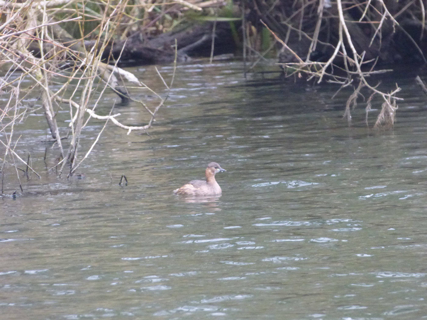 baby grebe under some overgrowth