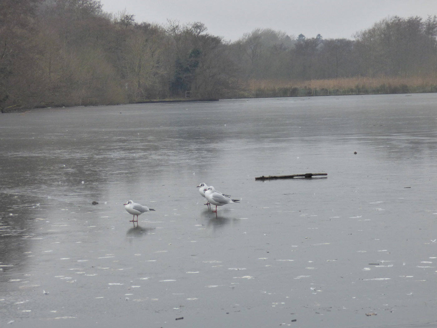 seagulls standing on ice of frozen salhouse broad