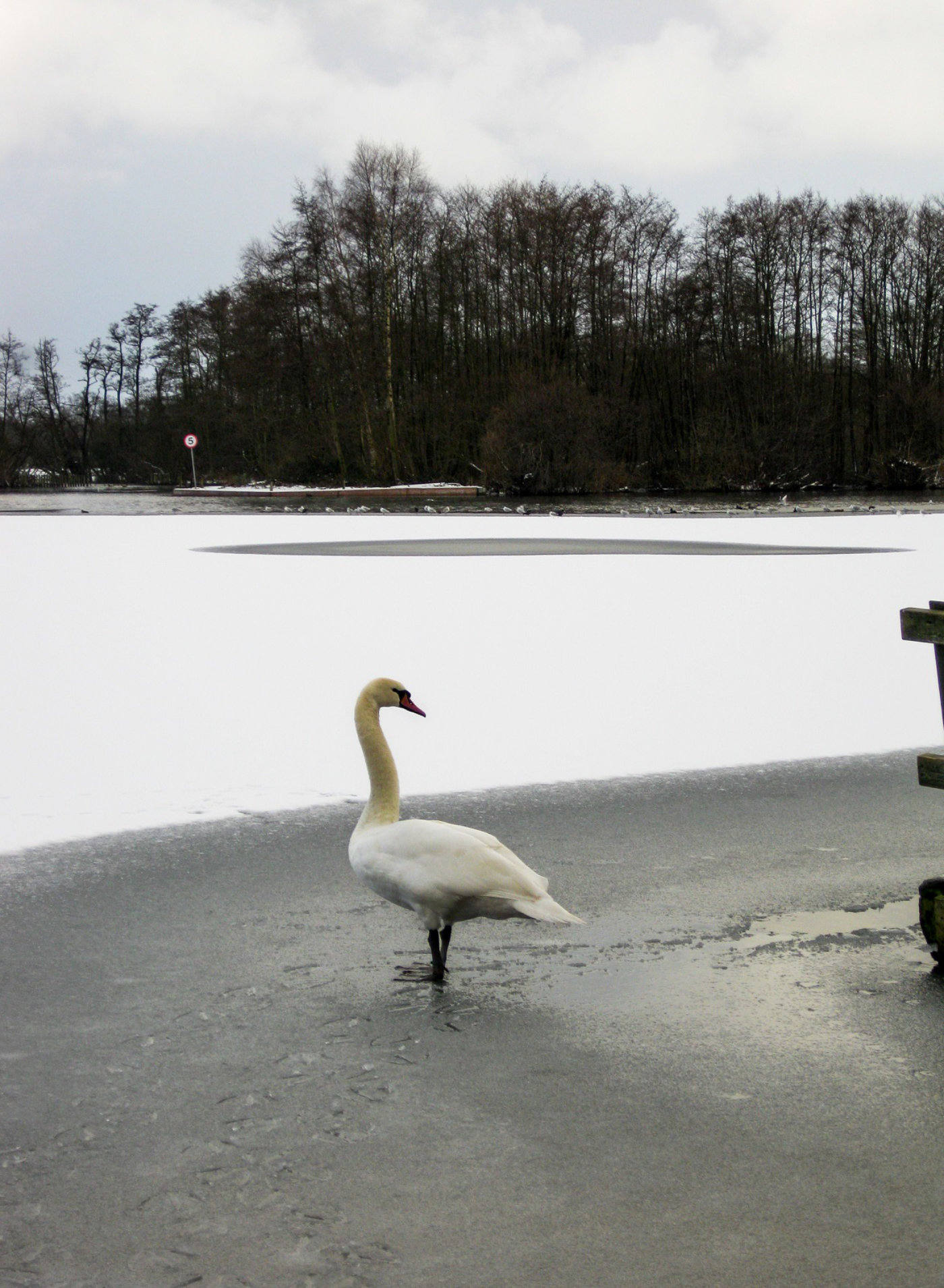 swan standing on the bank of a frozen salhouse broad