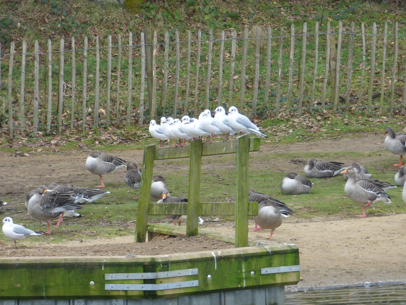 black headed gulls standing on a bank fence at salhouse broad