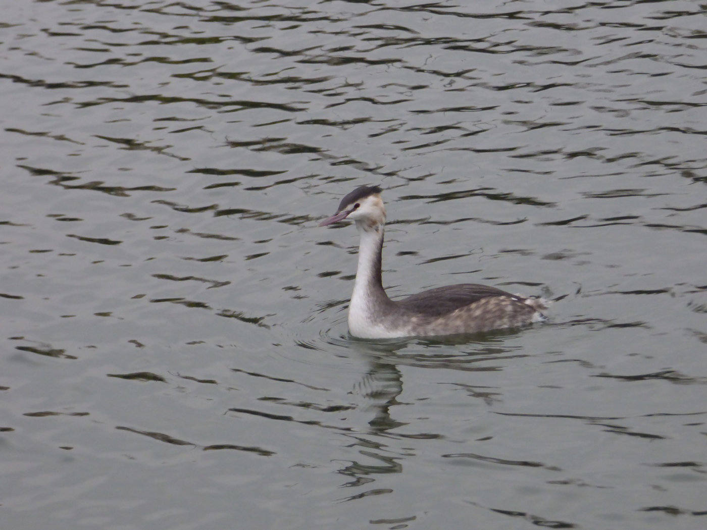 great crested grebe on the water