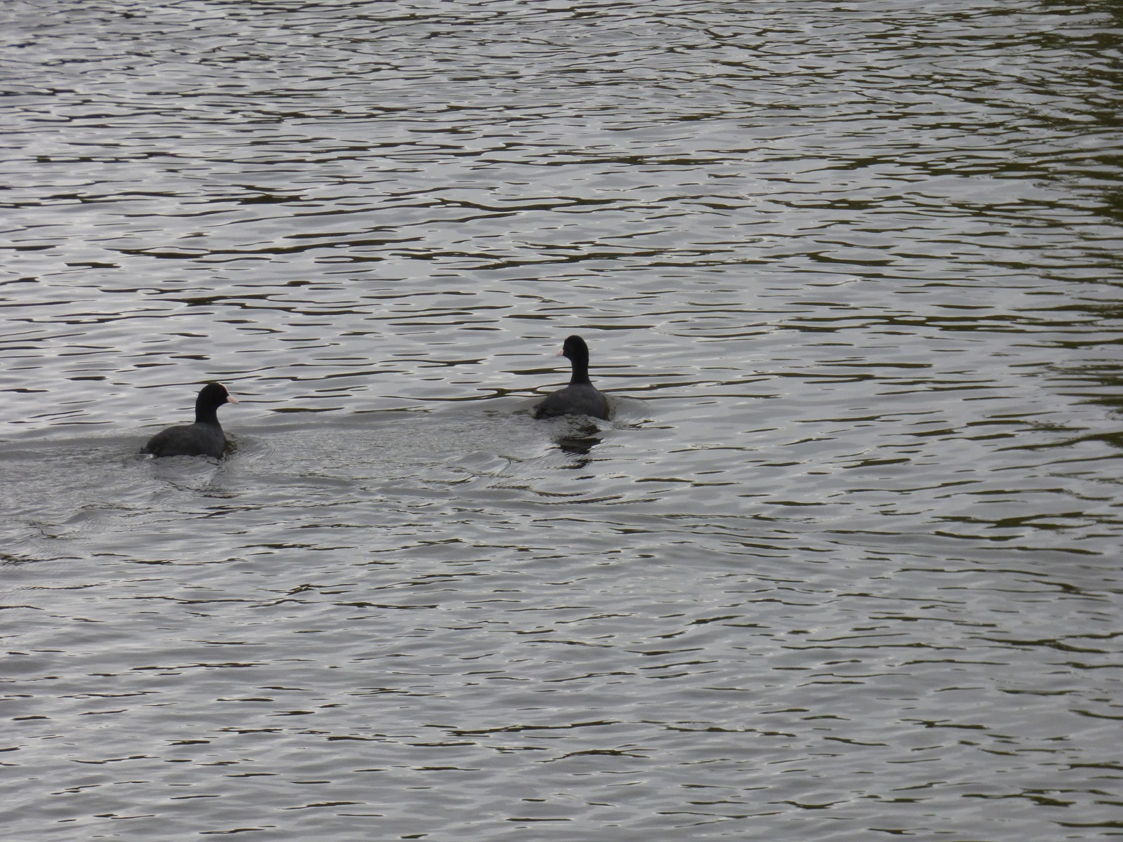 coots