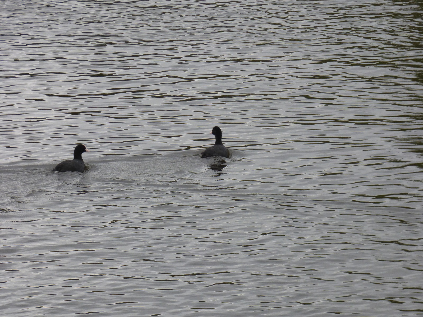 coots