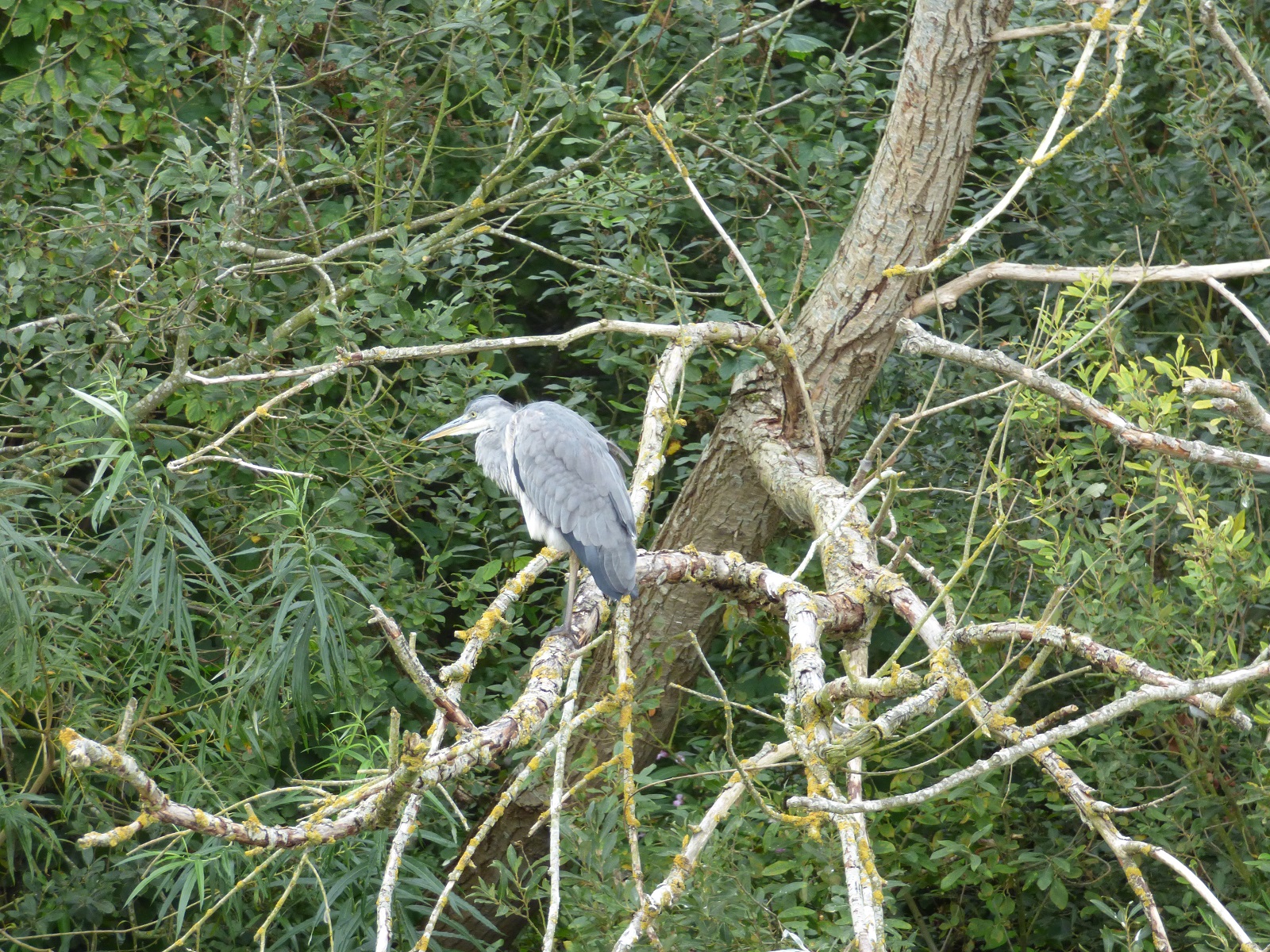 heron