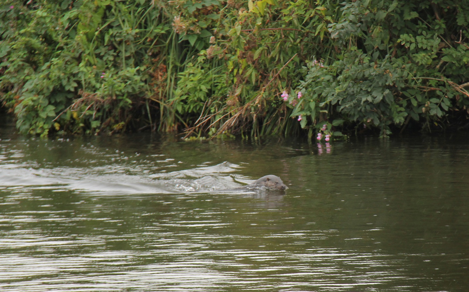 otter