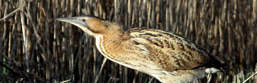 marsh harrier