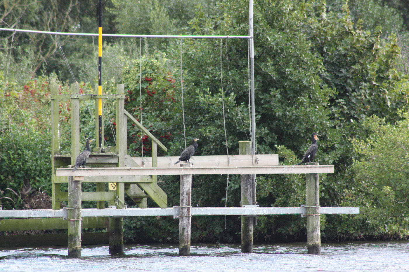 3 cormorants