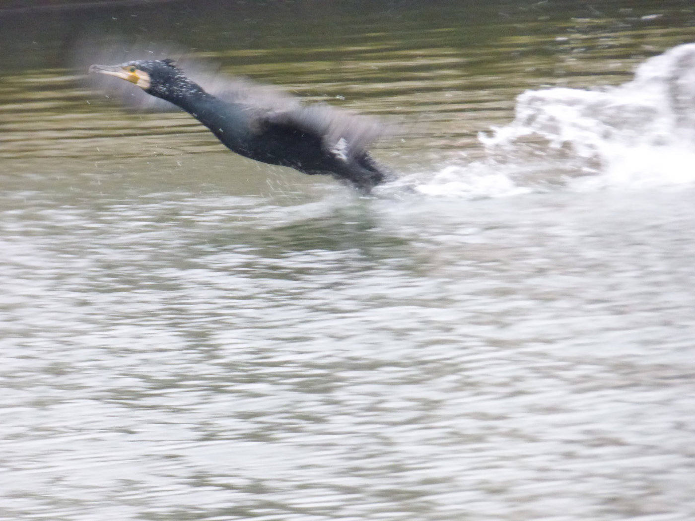 cormorant taking off from the water 