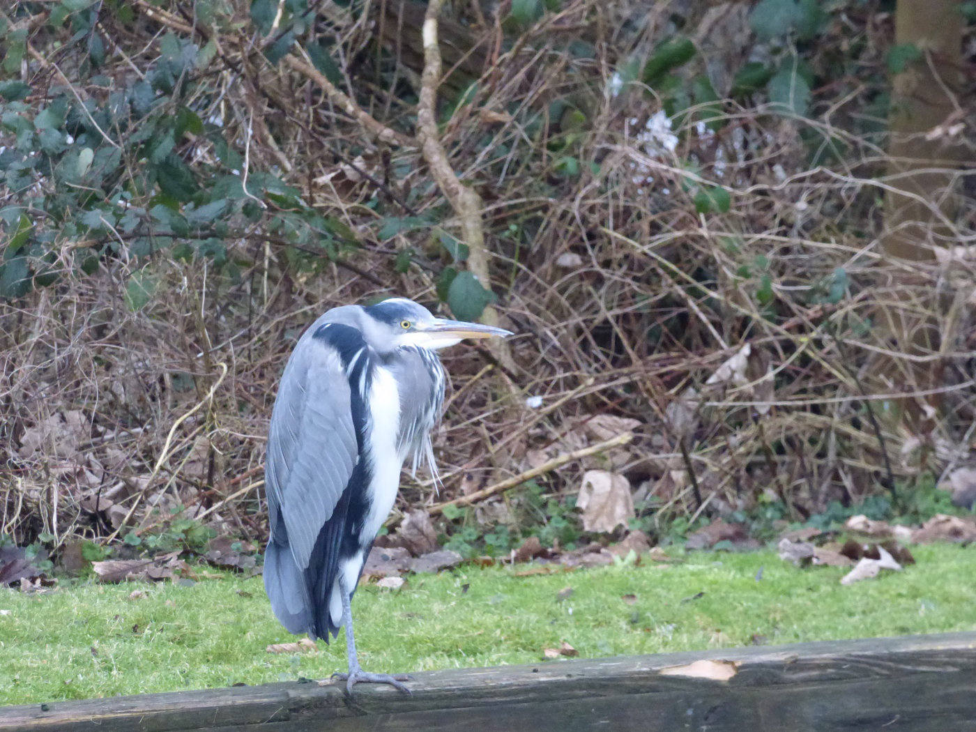 heron on waterside with neck folded in