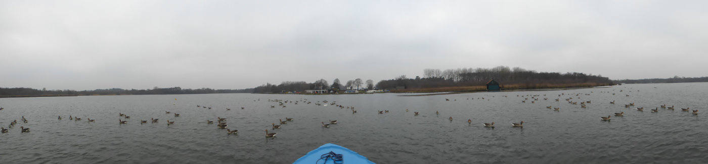 lots of greylag geese on the water from the view of a day boat in wroxham