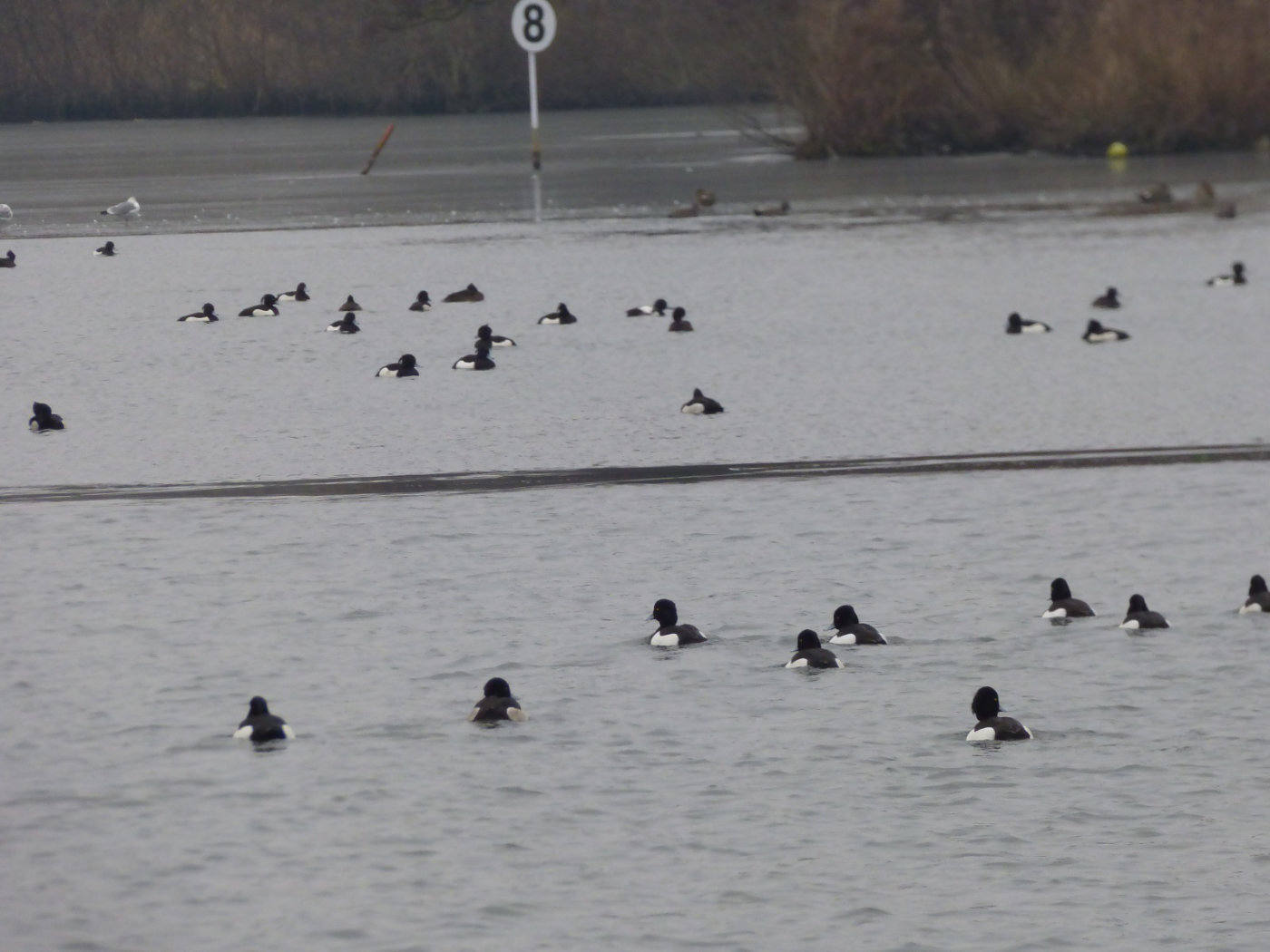 lots of tufted ducks on the water