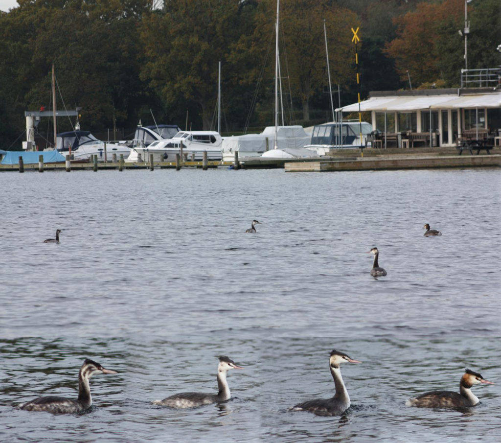 All-Grebes-2