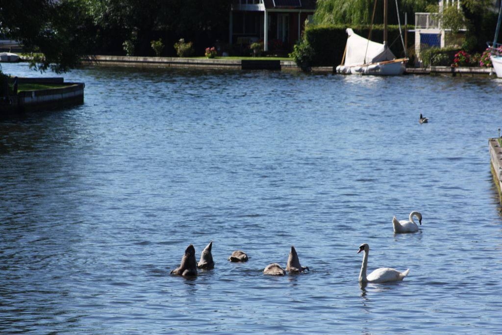 Bottoms up Wroxham Broad family