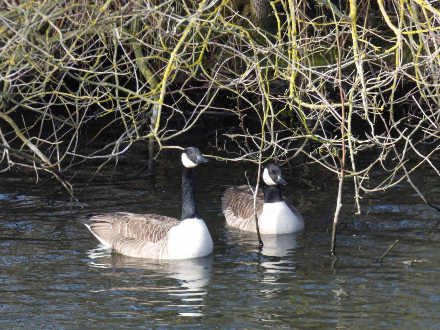 Canadian Geese Wroxham Broad