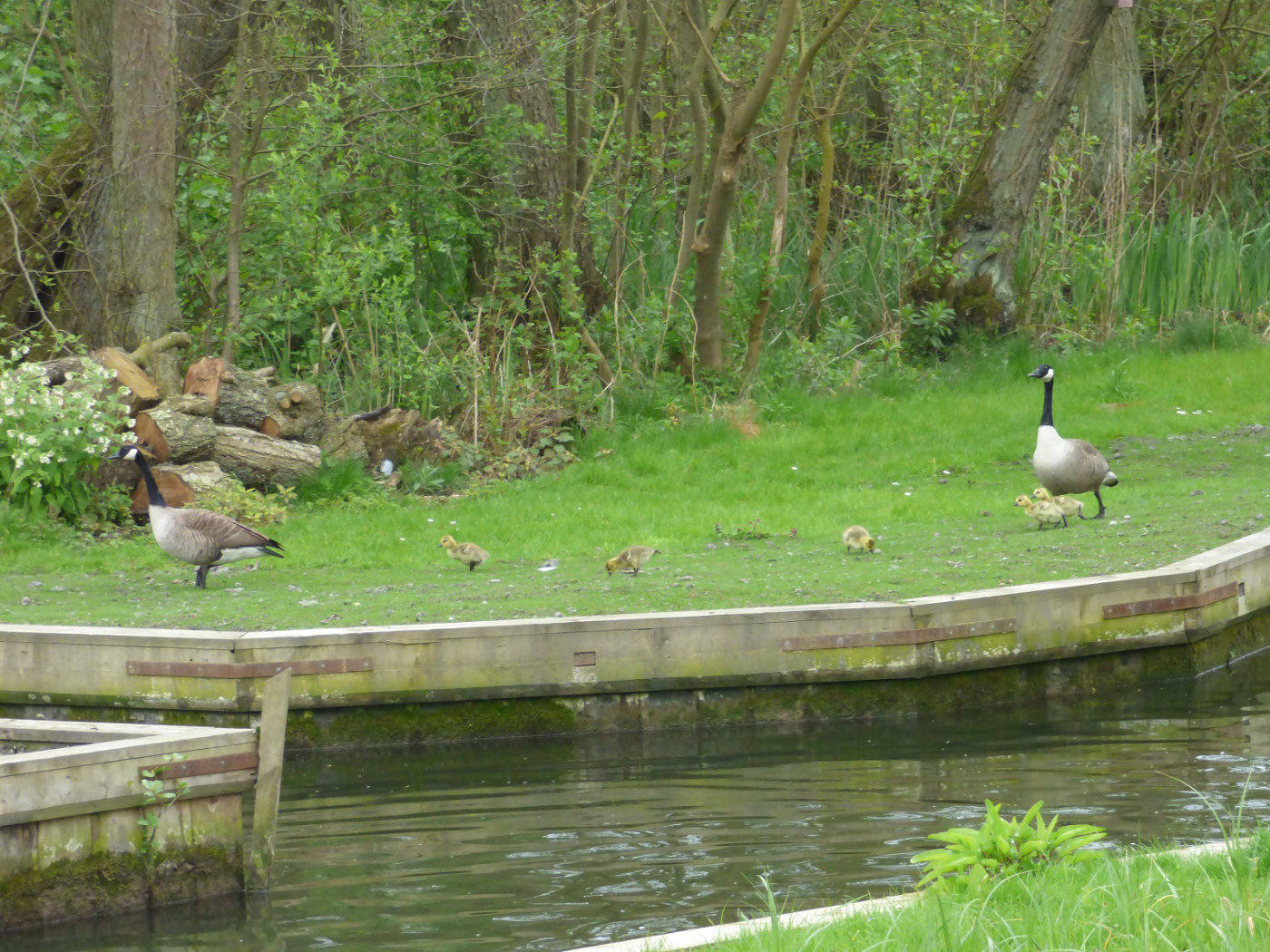 Canadian Geese in Wroxham