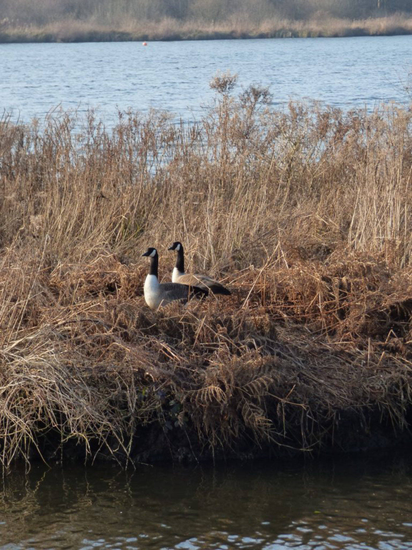 Canadian Geese nesting on the Broads