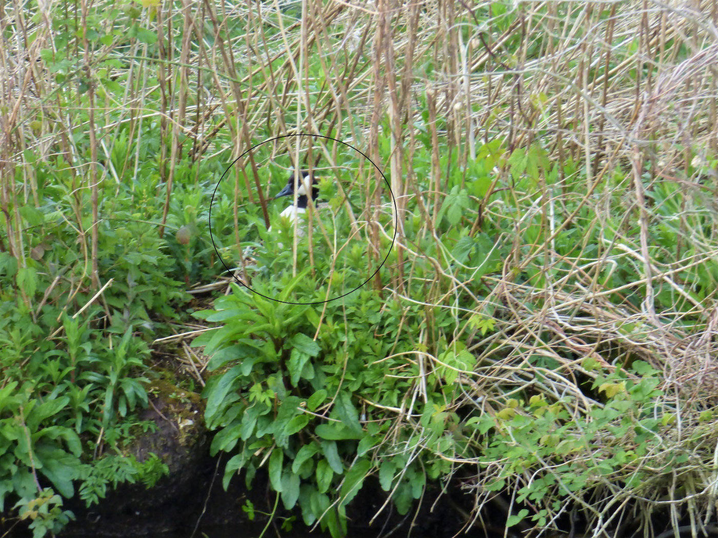 Nesting Canada Goose on the Norfolk Broads