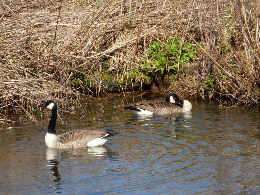 Canadian Geese on the Norfolk Broads