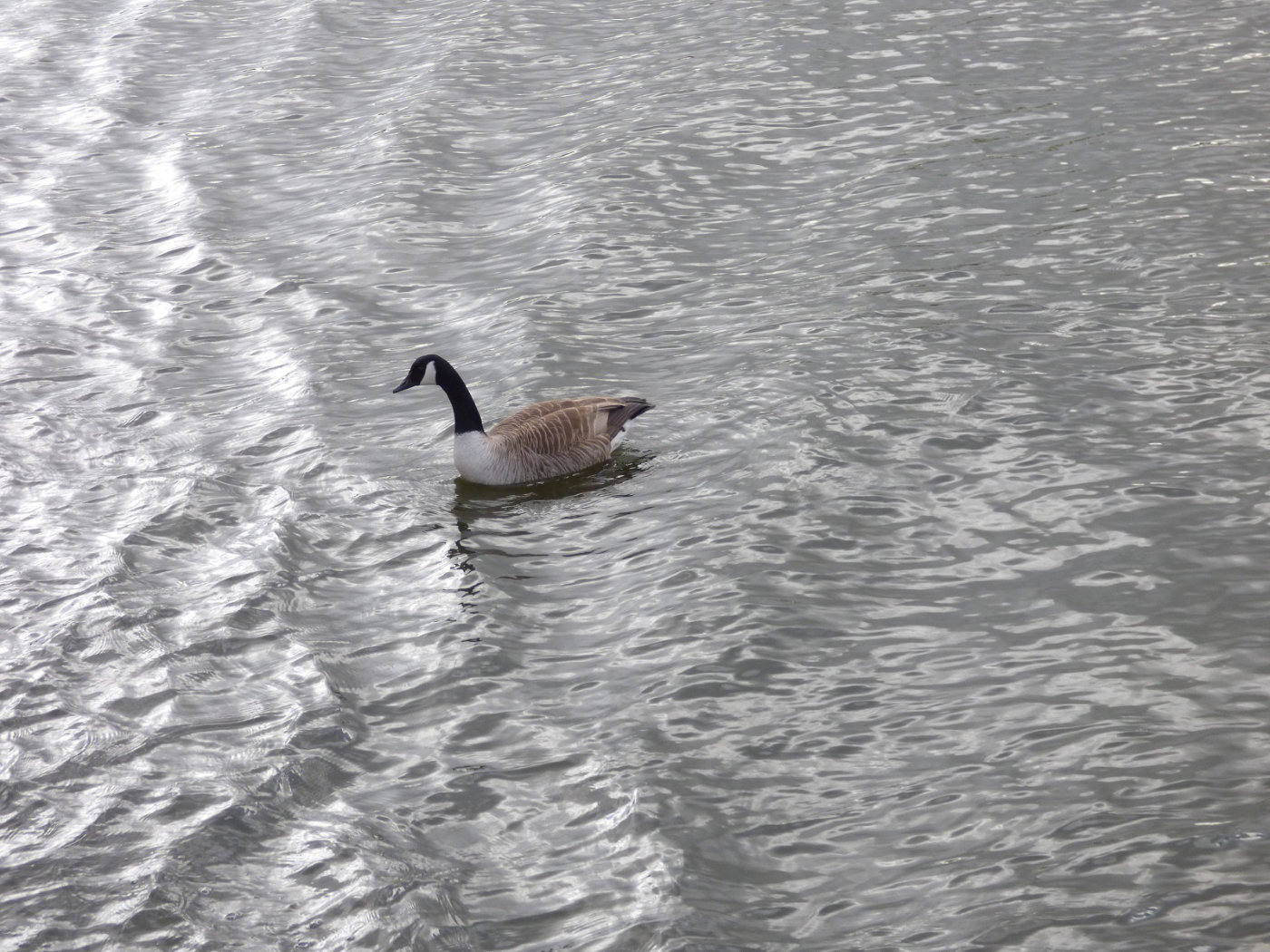 canada goose norfolk broads 