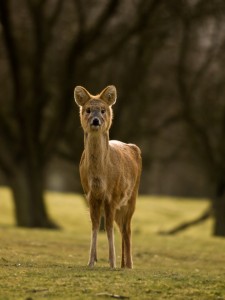Chinese Water Deer by William Warby