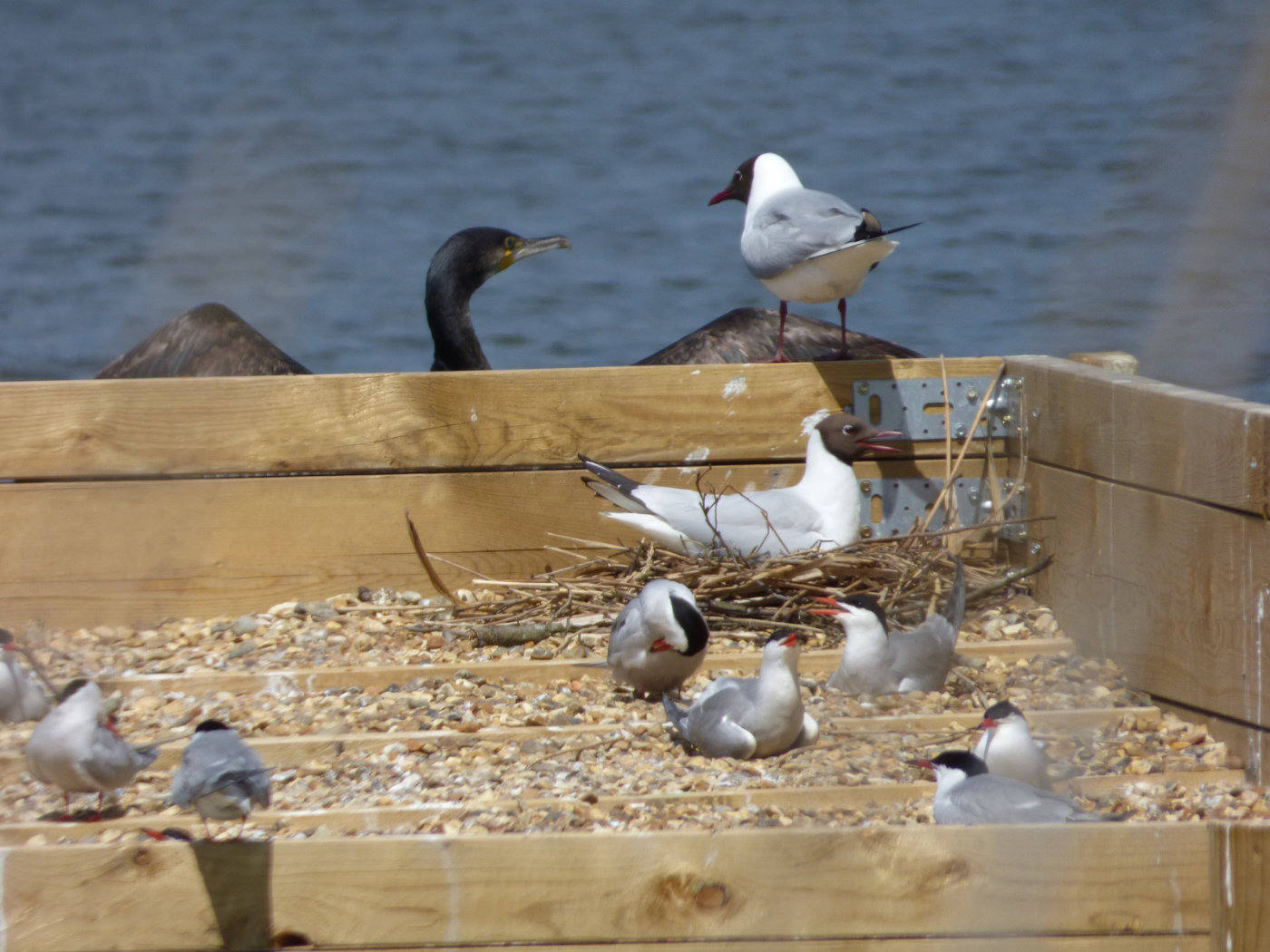 Black headed gull with Common Terns