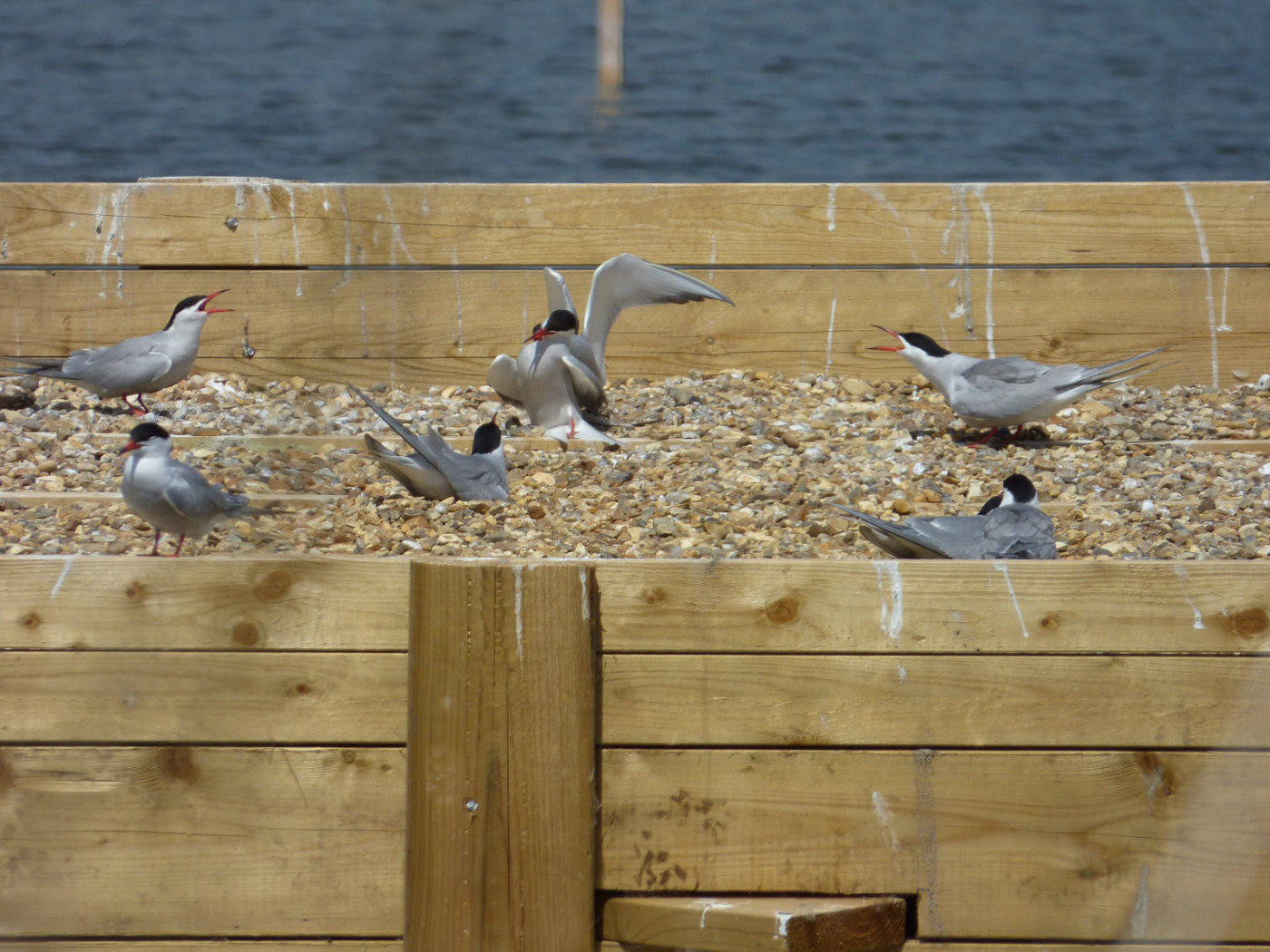 Common Terns on the Norfolk Broads