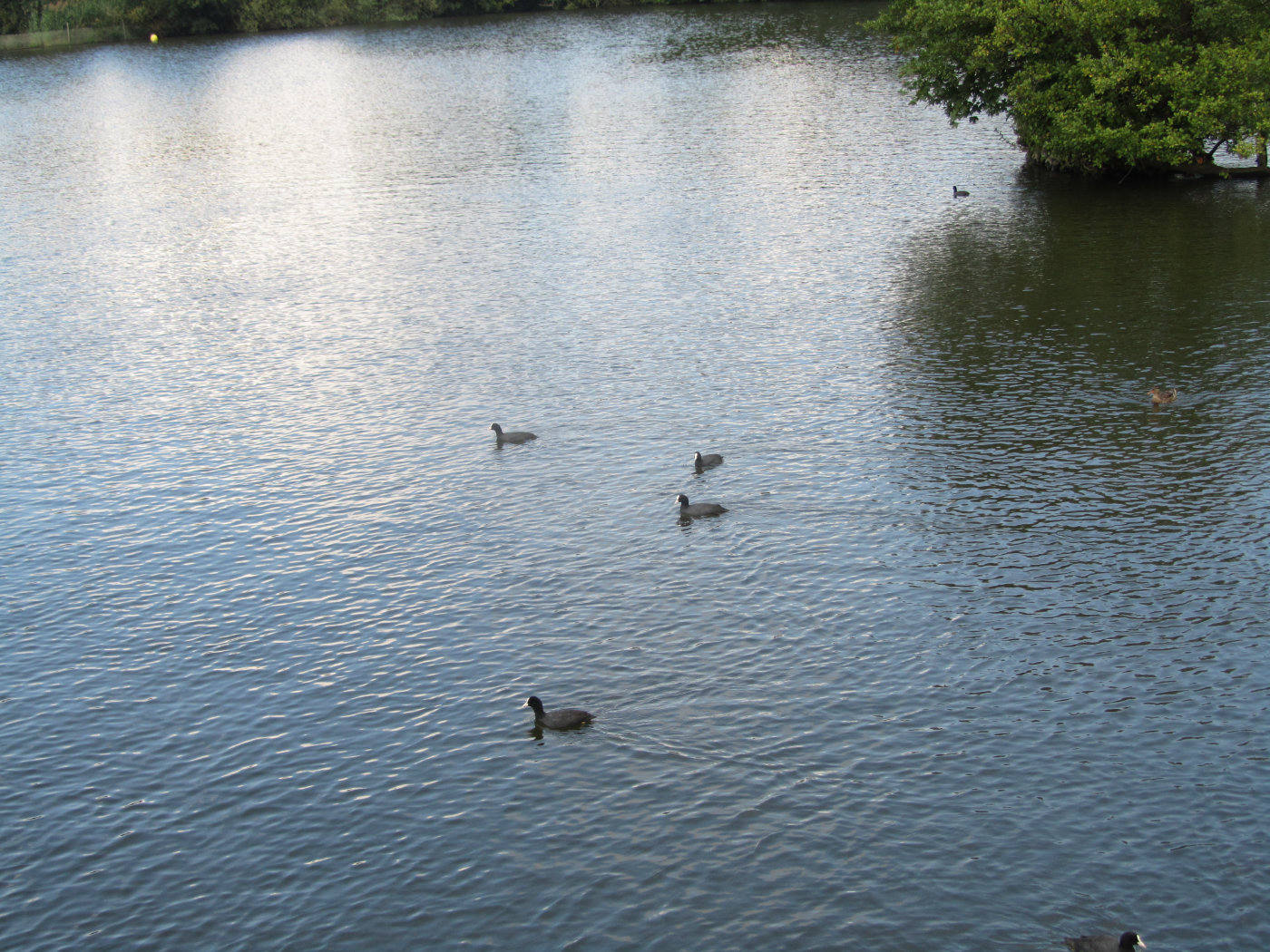 Coot group