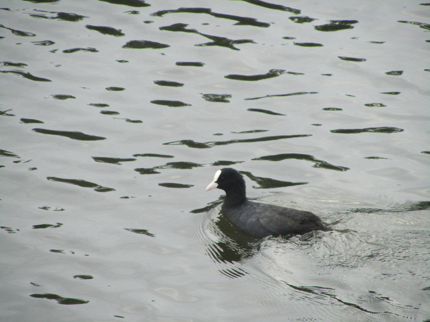 Coot singular