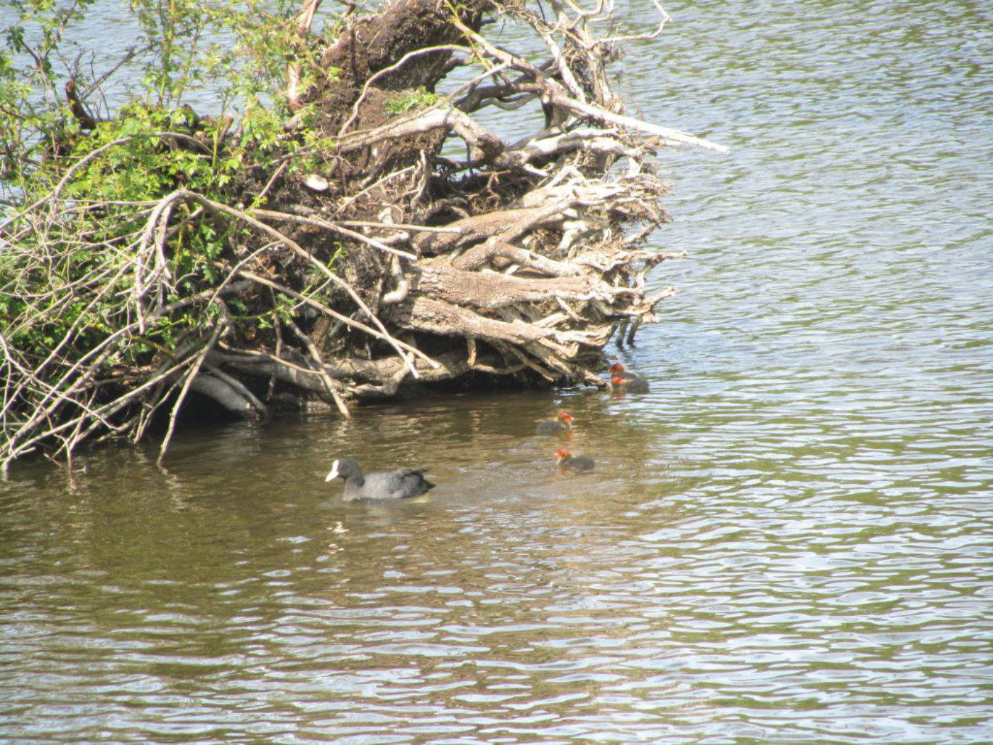 Coots with babies 1