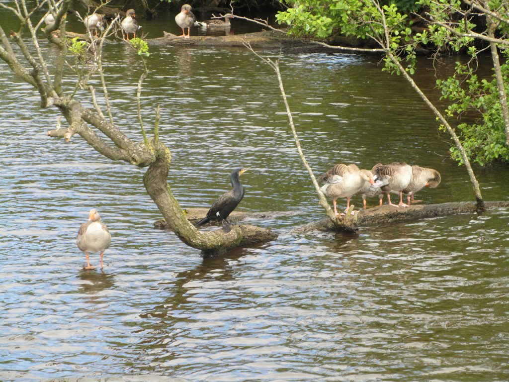 Cormorant