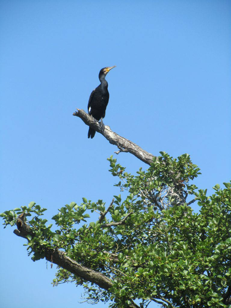 Cormorant