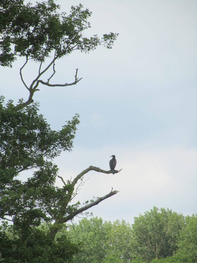 Cormorant