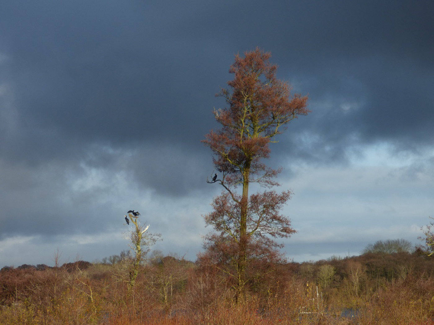 Cormorants against story sky