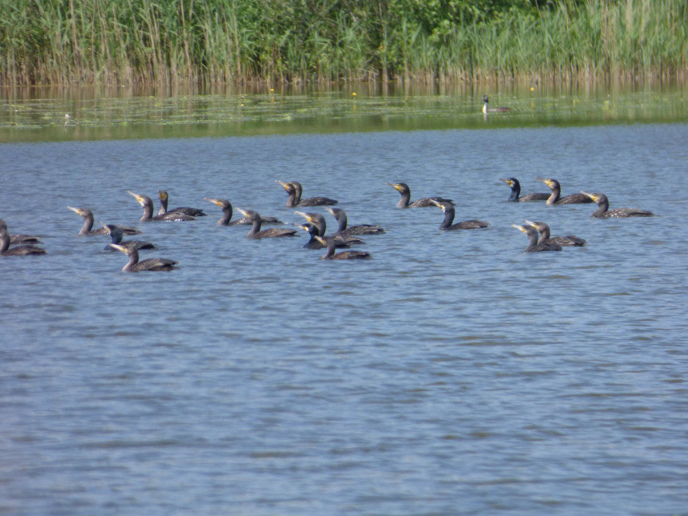 Cormorants on the Norfolk Broads