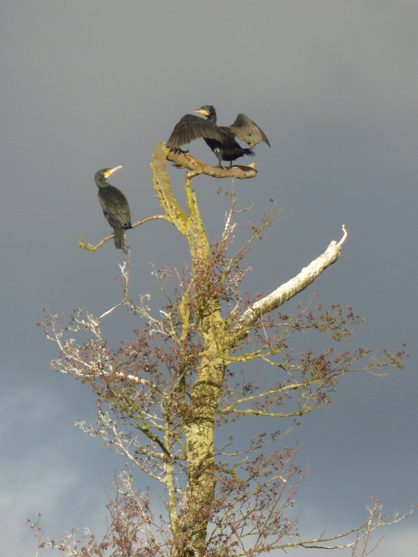 Cormorants looking at each other