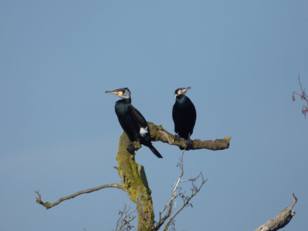 Cormorants on Wroxham Island