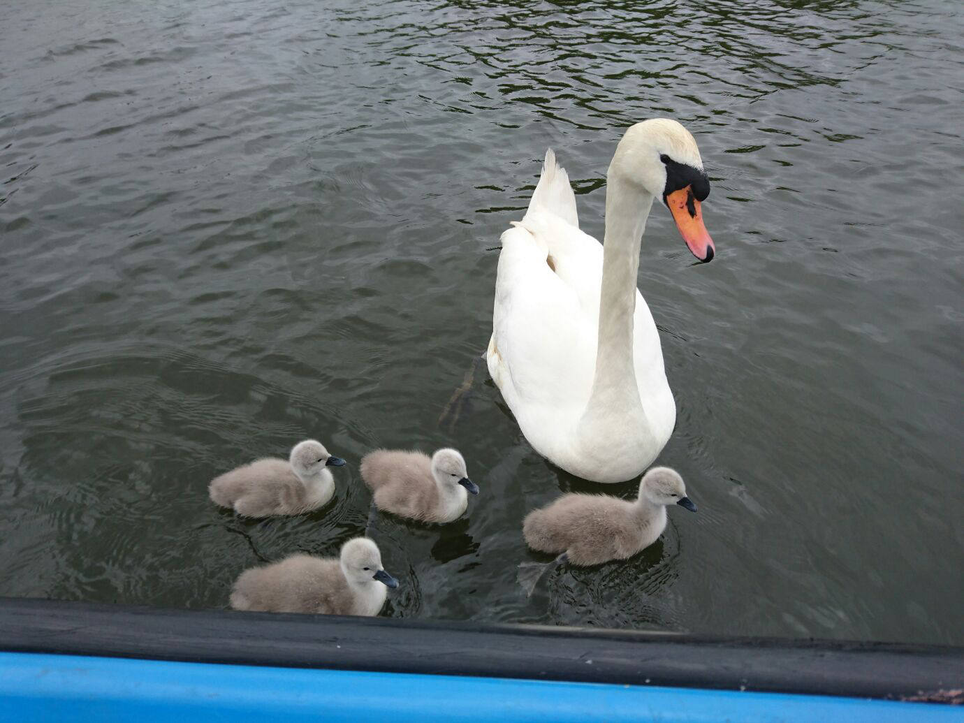 Norfolk Broads swan and cygnets