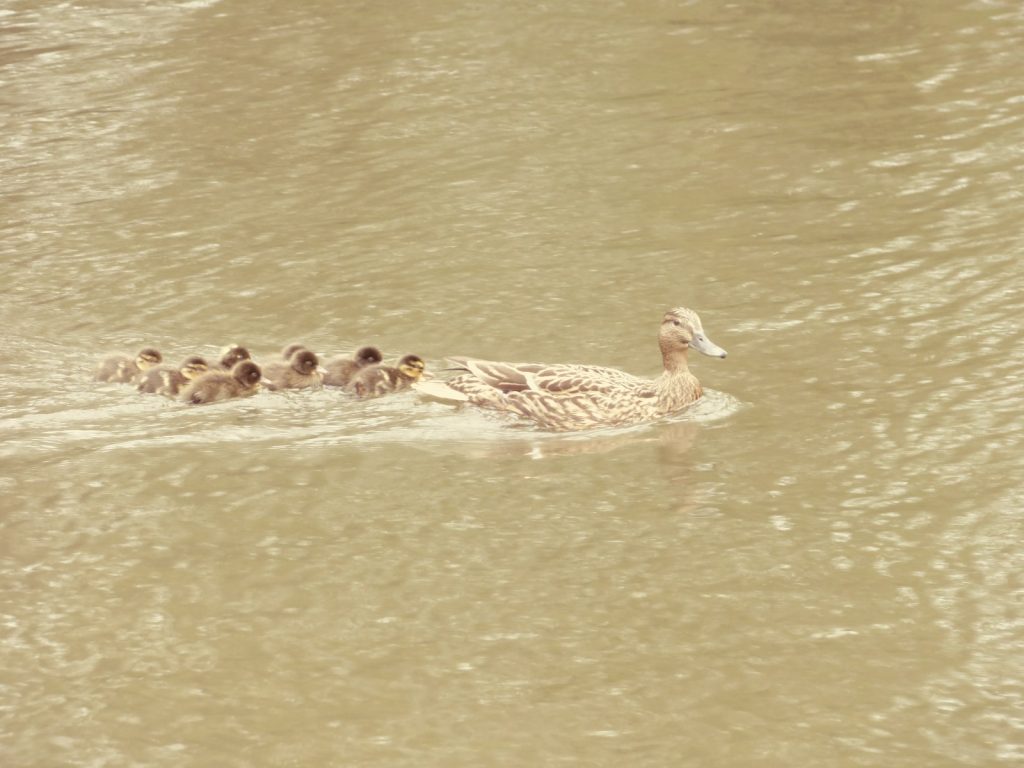 Duck and Ducklings 