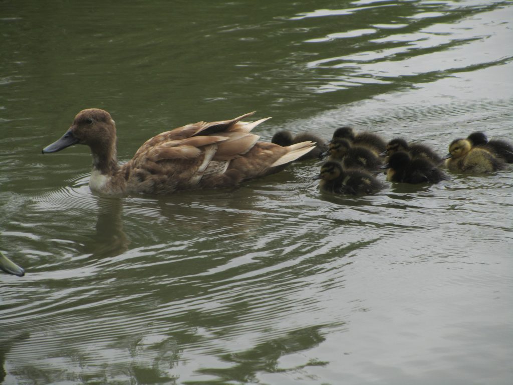 Ducklings with mum