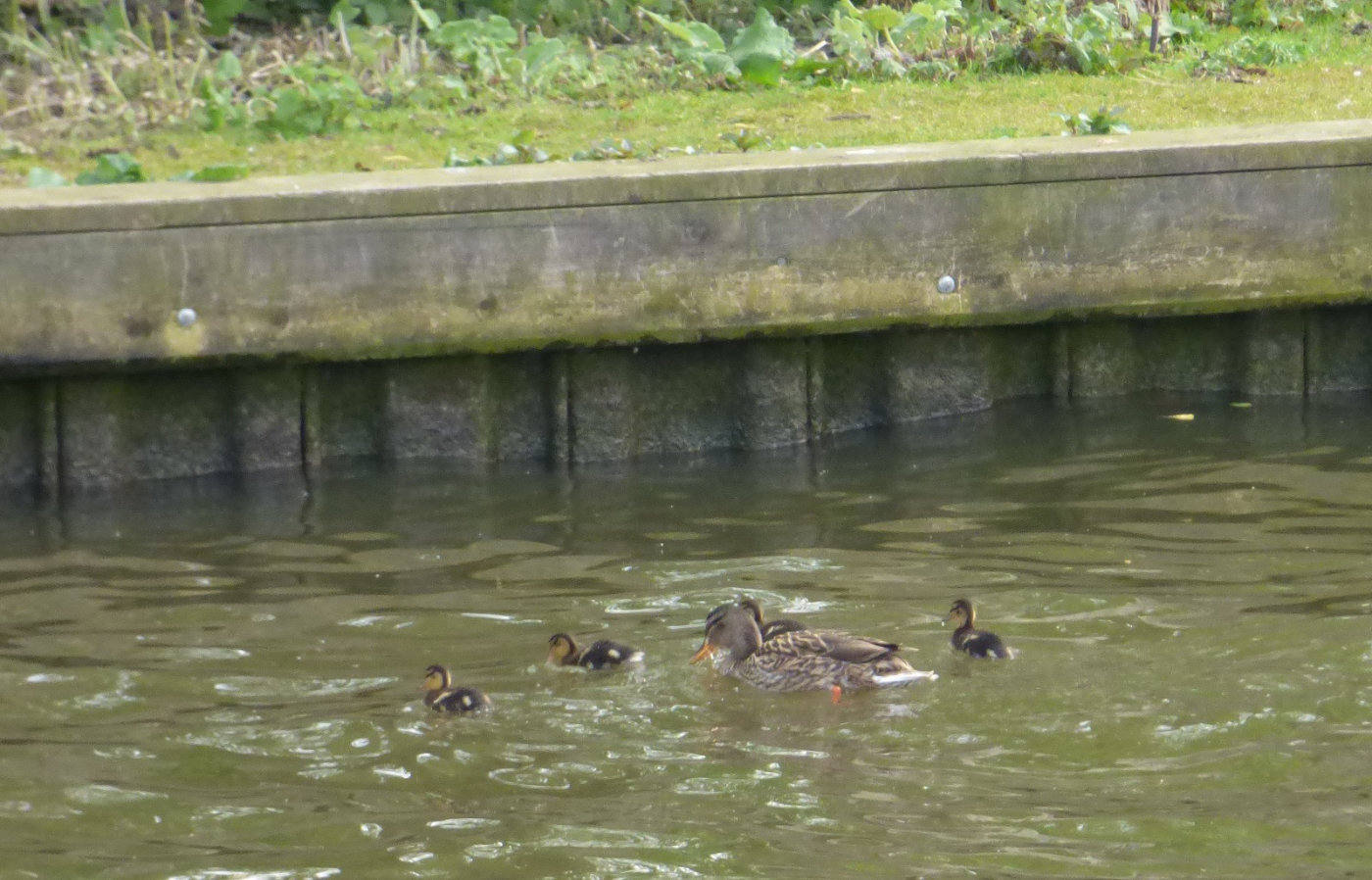 Mallard and ducklings on the Norfolk Broads