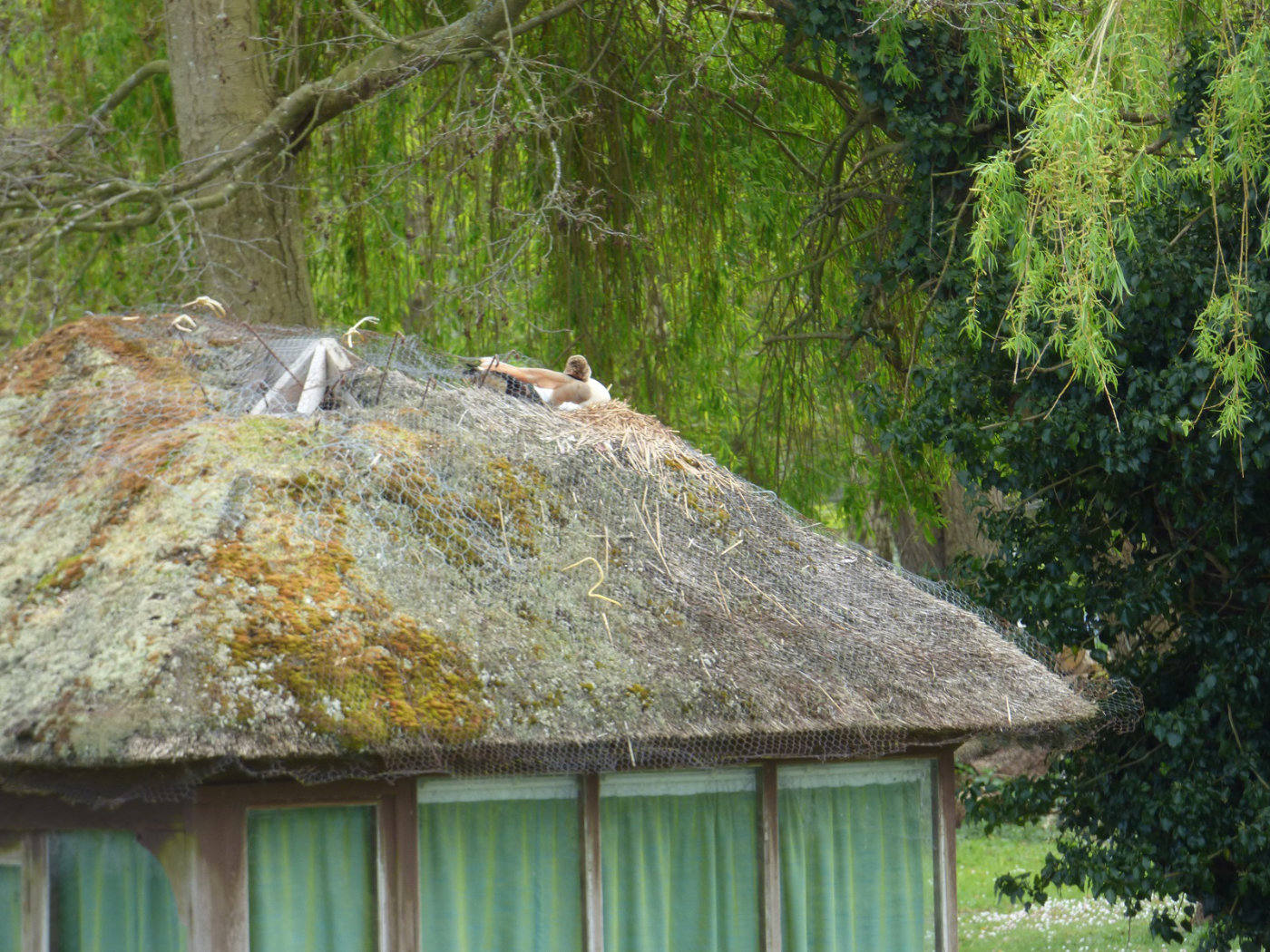 egyptian goose on roof