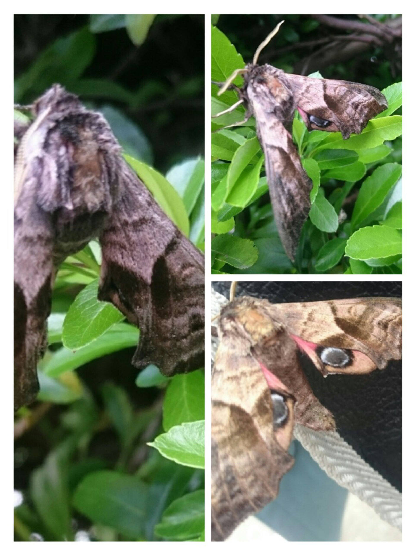 Eyed Hawk Moth spotted at Norfolk Broads Direct