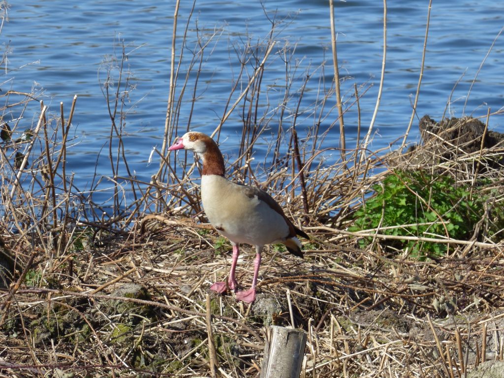 Nesting Birds on the Norfolk BRoads