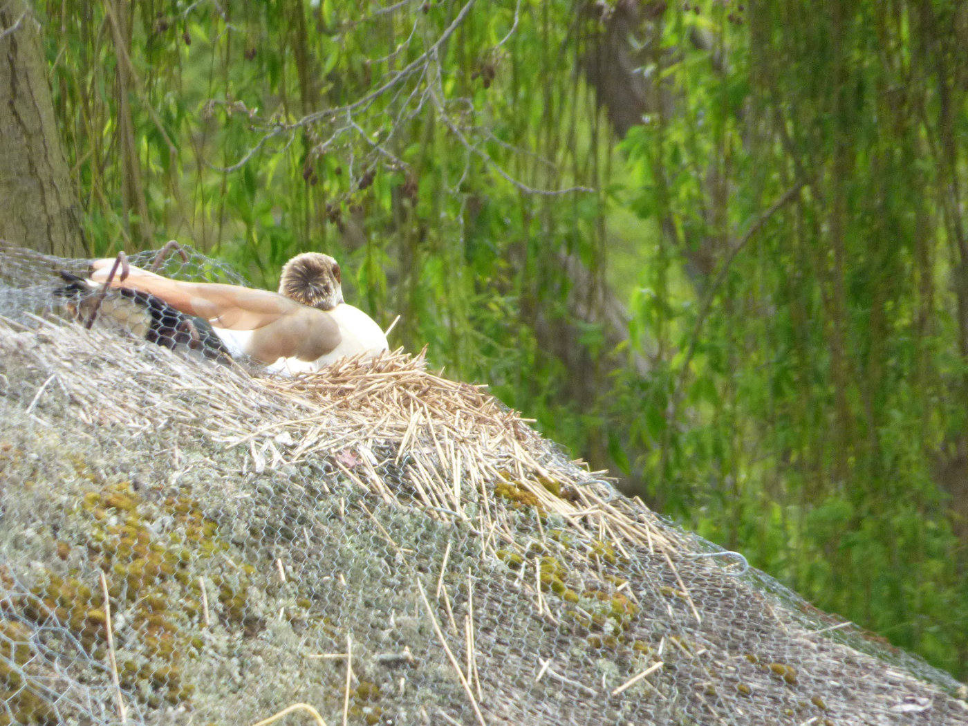 egyptian goose on roof close up