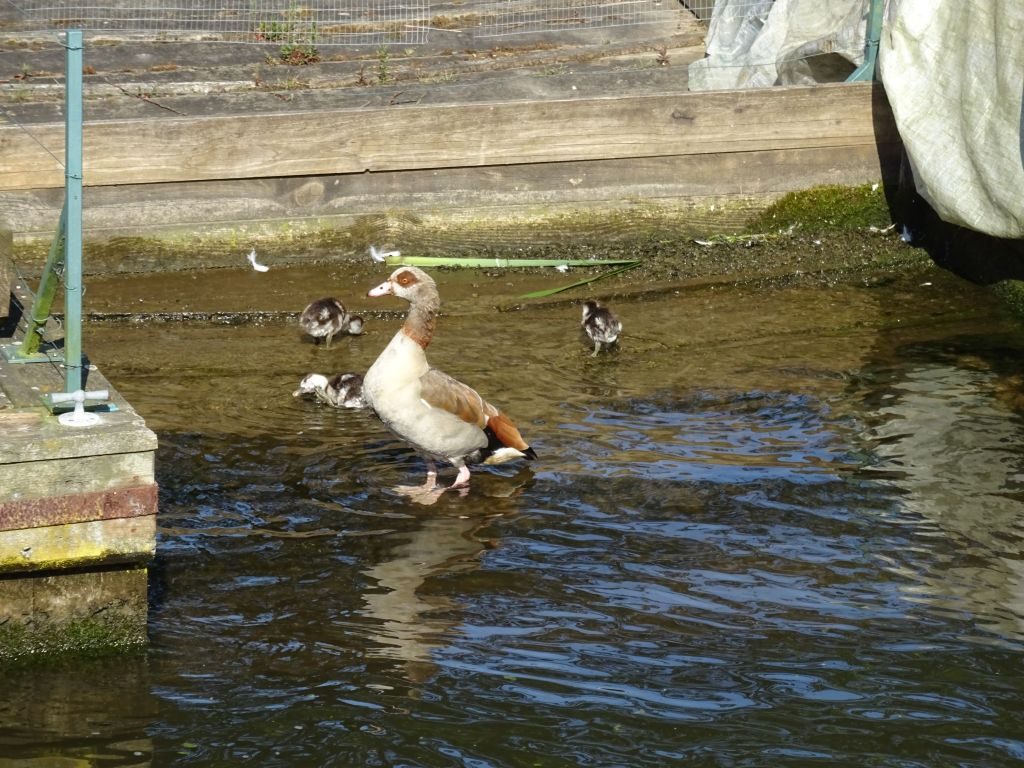 Eygption Geese with babies Carolyn Austrailia