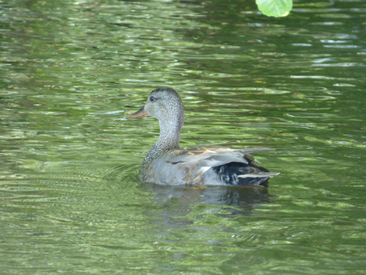 Gadwall duck on the Broads