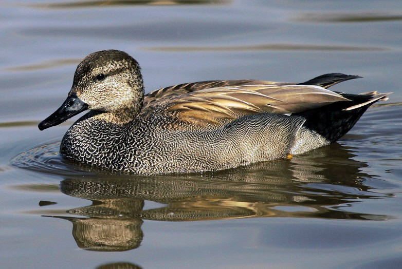 Gadwall duck