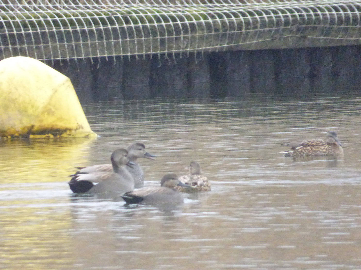 gadwell ducks norfolk broads